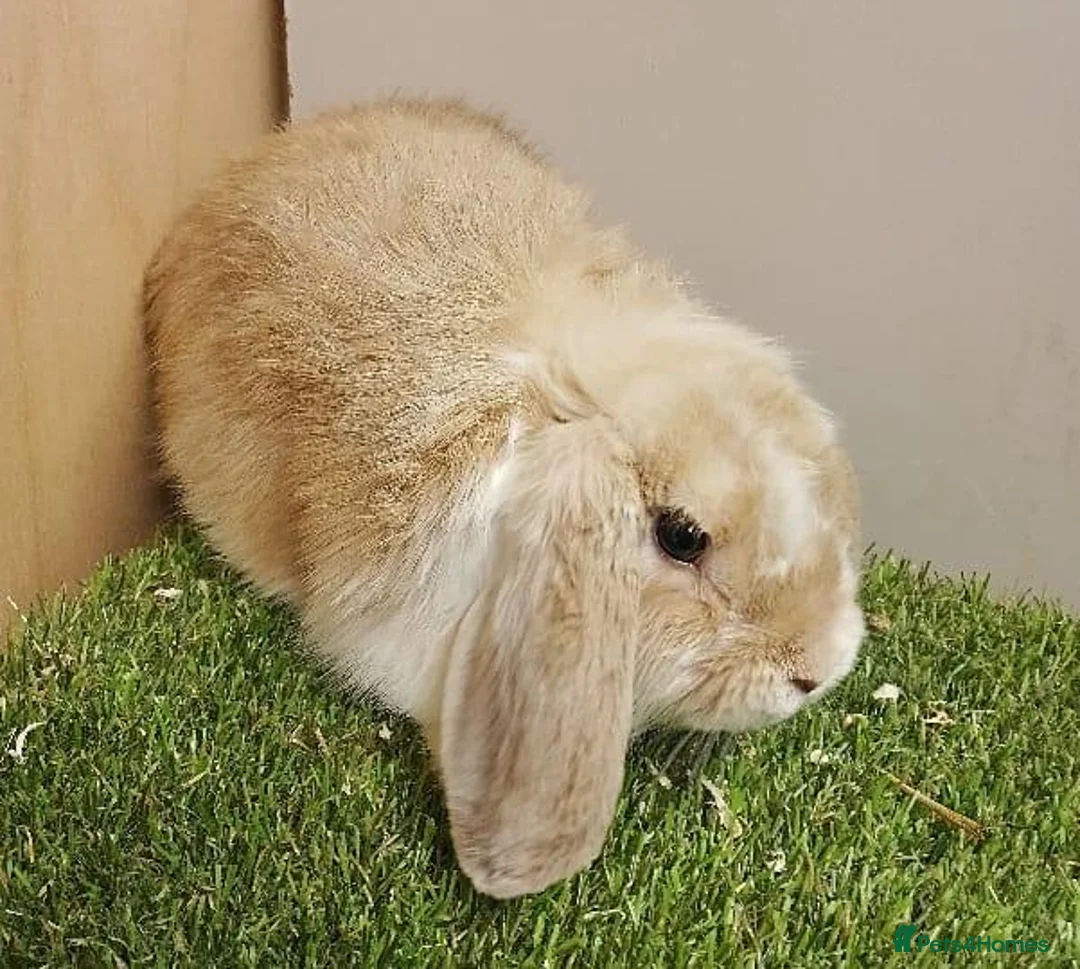 Mini Lop rabbits for sale: Vaccinated Mini Lops – Loving Homes Wanted - Advert 3