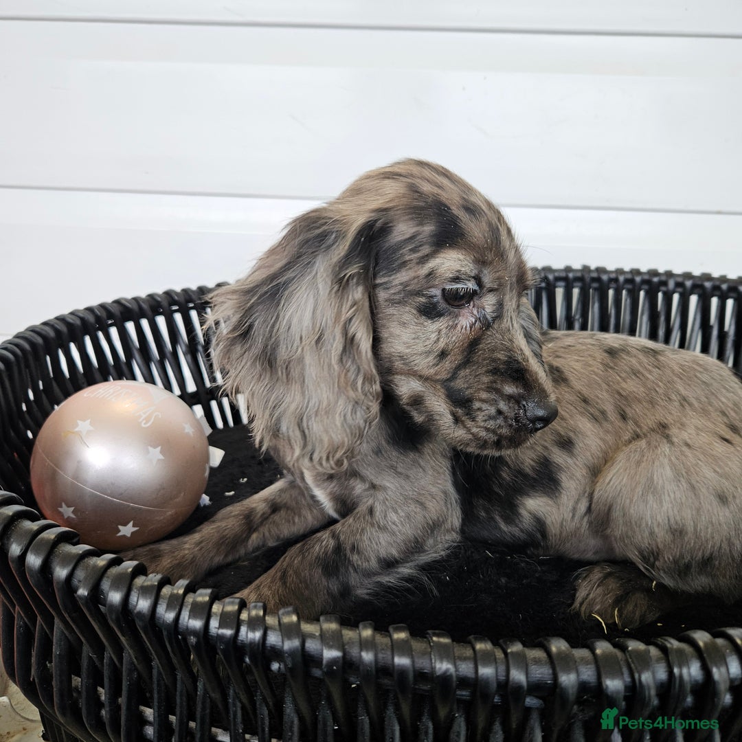 Cocker Spaniel dogs for sale: Working type rare marking cocker spaniels - Advert 17