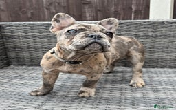 French Bulldog dogs for sale: French Bulldog Puppies with 3 Vaccines Included in Walton-on-Thames - Image 34