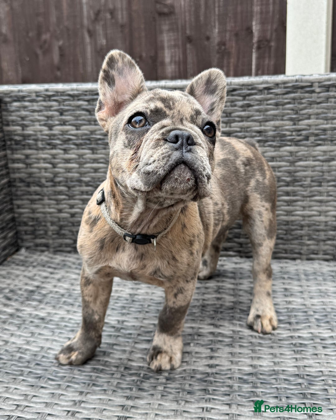 French Bulldog dogs for sale: French Bulldog Puppies with 3 Vaccines Included in Walton-on-Thames - Image 34