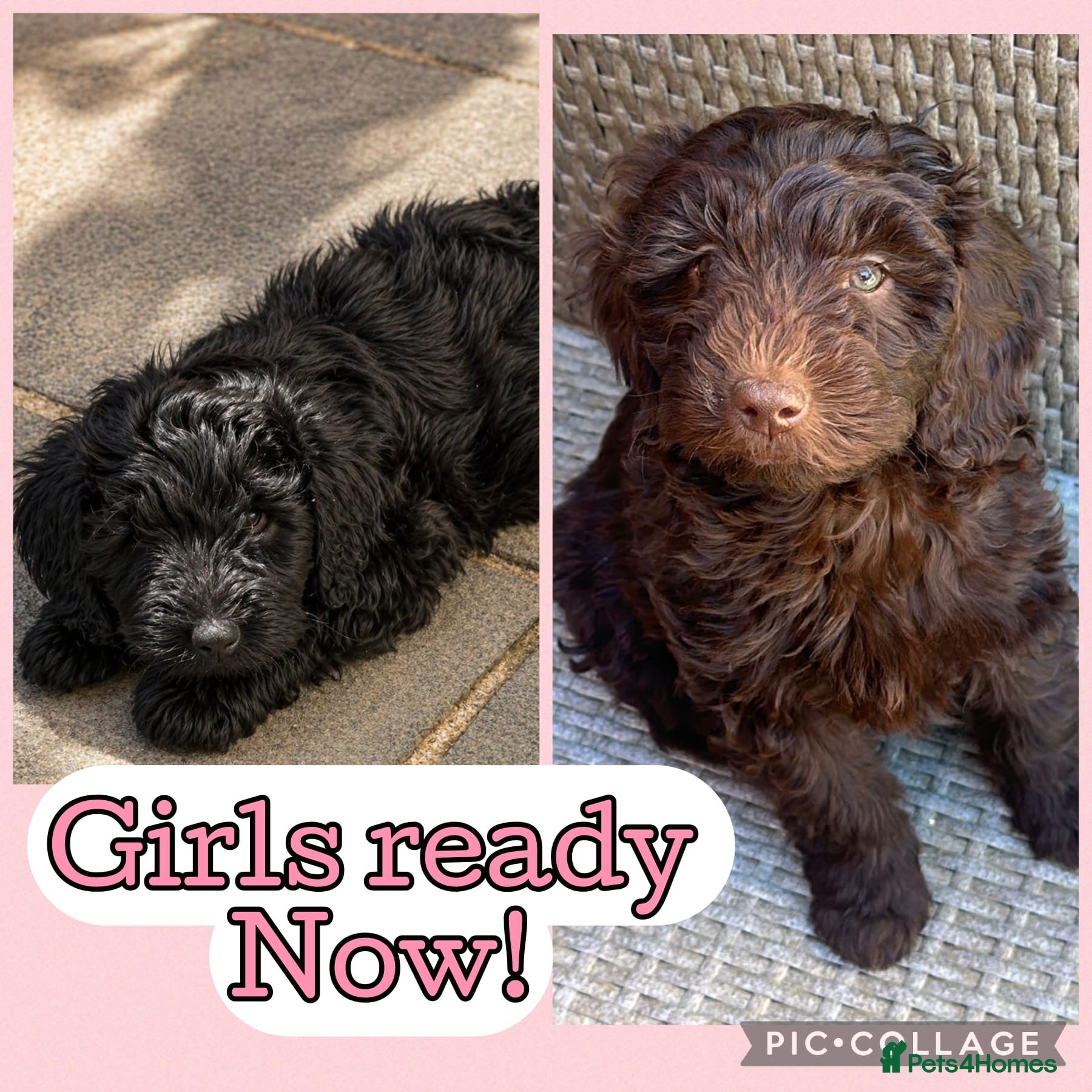 Australian Labradoodle dogs     Australian Labradoodles Ready Now Fully Vac - Advert 2