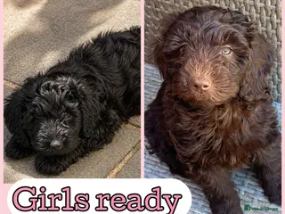 Australian Labradoodle dogs Australian Labradoodles Ready Now Fully Vac - Advert 2