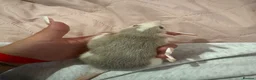 Rat rodents for sale: Baby Dumbo Rats  - Advert 4