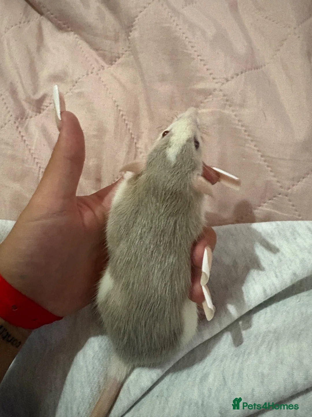 Rat rodents for sale: Baby Dumbo Rats  - Advert 4