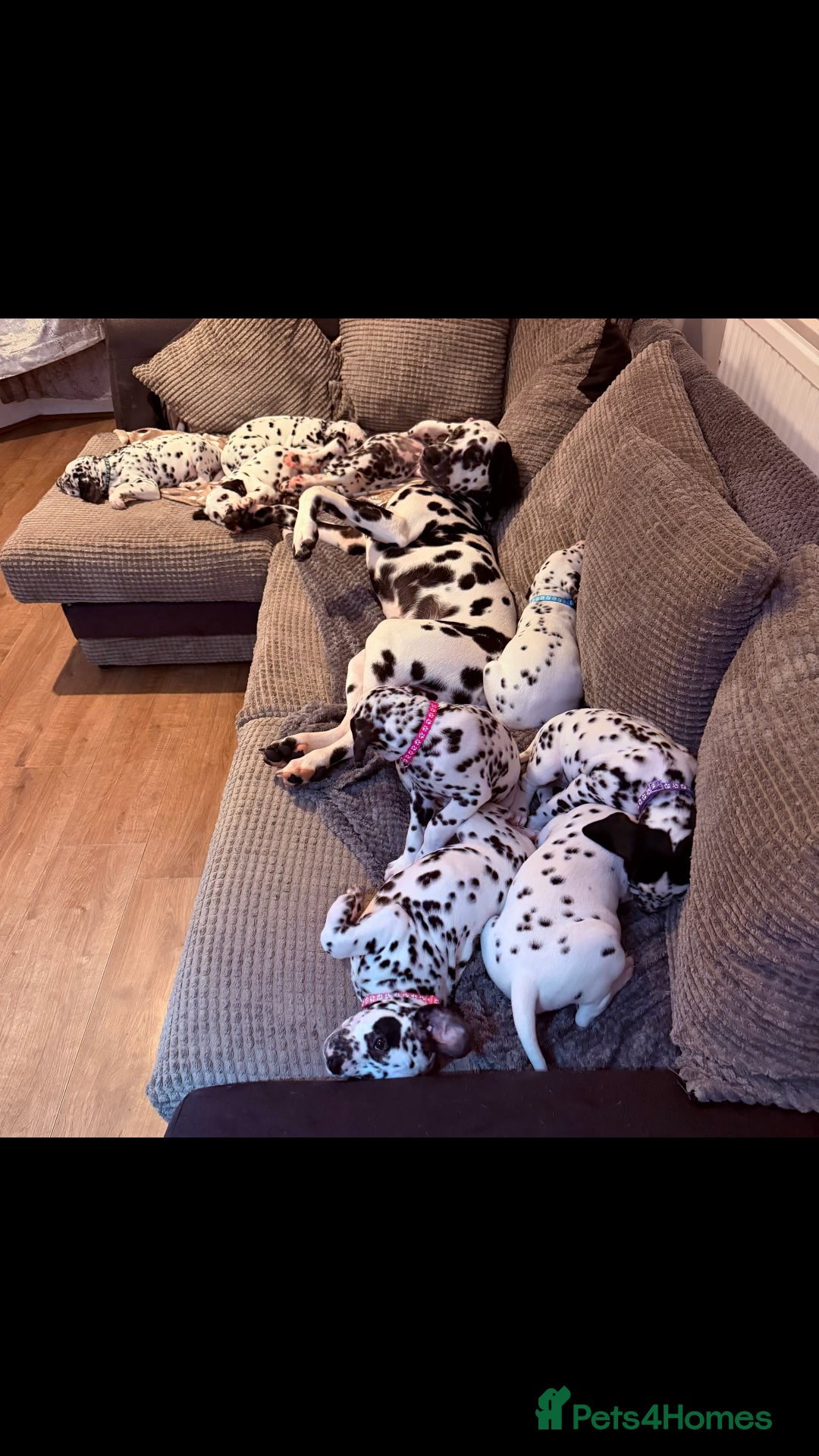 Dalmatian dogs for sale: 🐾 Beautiful Dalmatian Puppies 🐶  - Advert 1