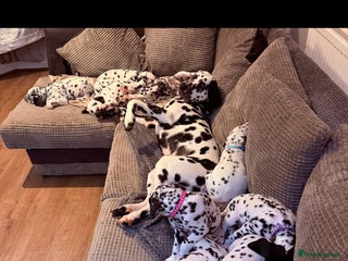 Dalmatian dogs 🐾 Beautiful Dalmatian Puppies 🐶 - Advert 9