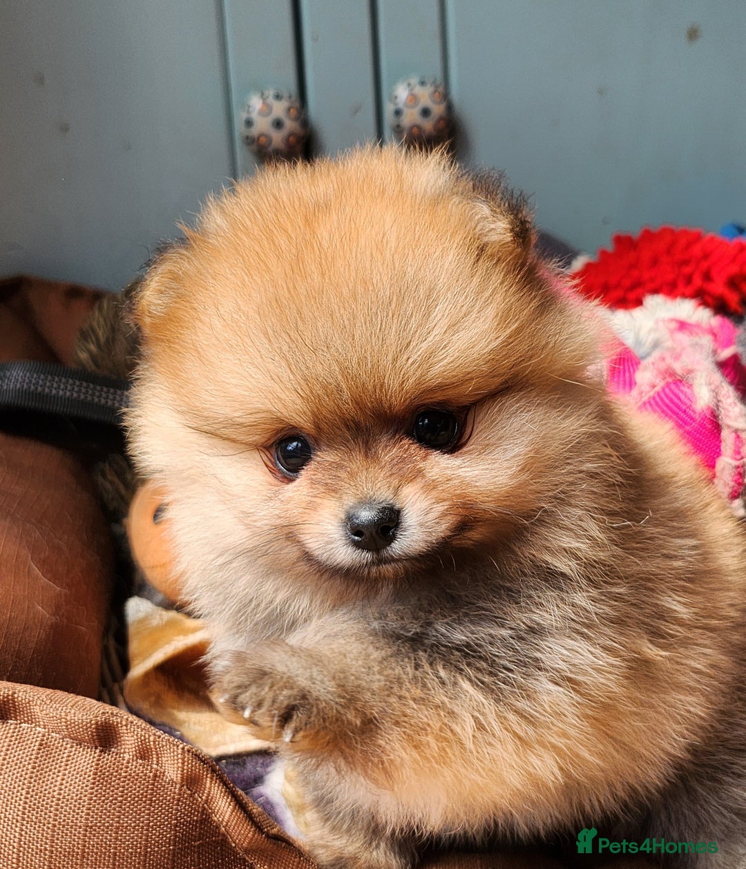 Pomeranian dogs for sale: Beautiful quality pomeranian girl puppies  - Image 12