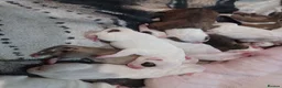Staffordshire Bull Terrier dogs for sale: Adorable puppy for Staffordshire Bull Terrier - Advert 3
