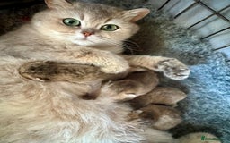 British Shorthair cats for sale: Championship Line Golden Tipped British Shorthair  - Image 7