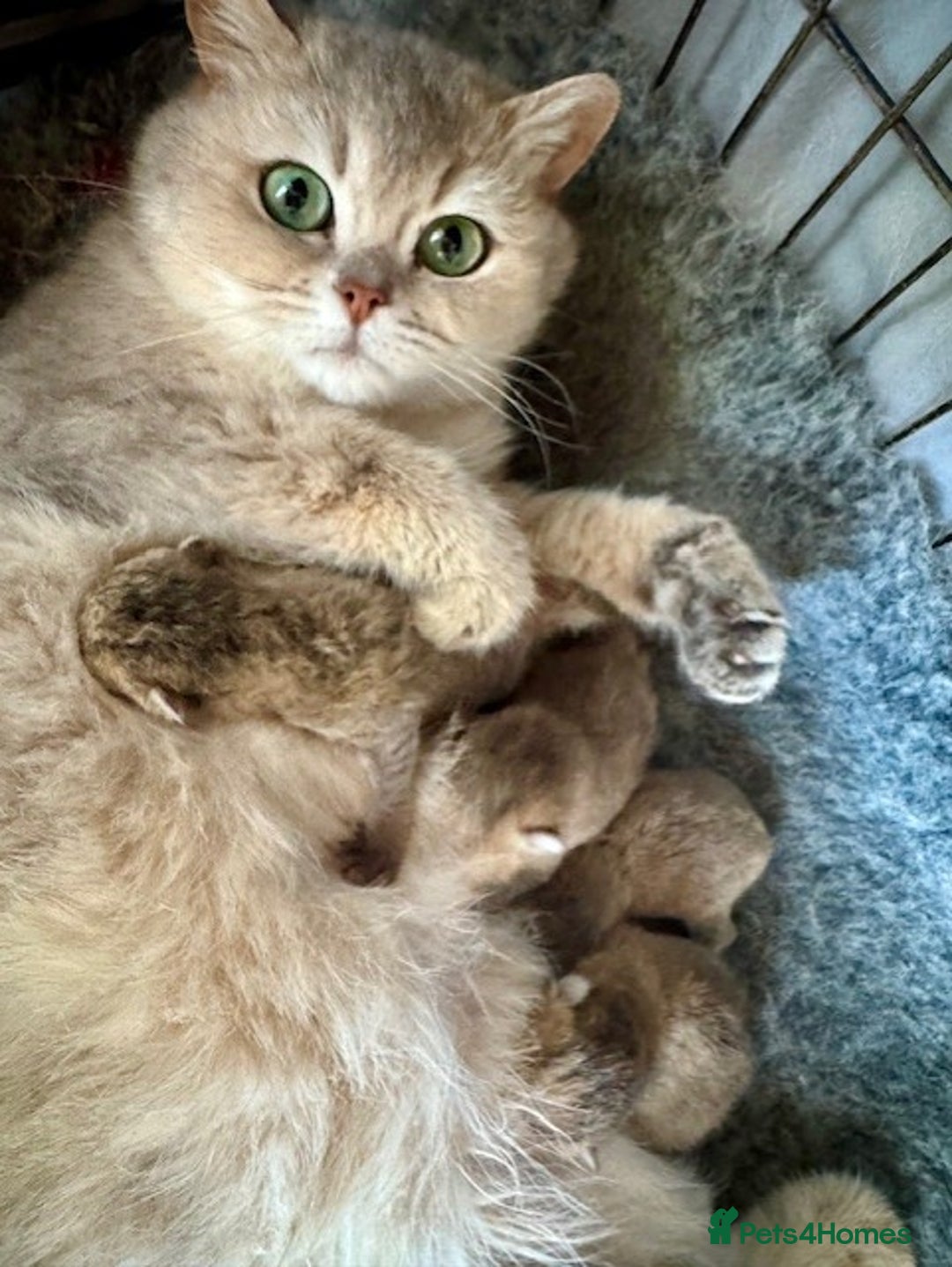 British Shorthair cats for sale: Championship Line Golden Tipped British Shorthair  - Image 7