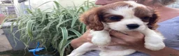 Cavalier King Charles Spaniel dogs for sale: King Charles cavalier  - Advert 3