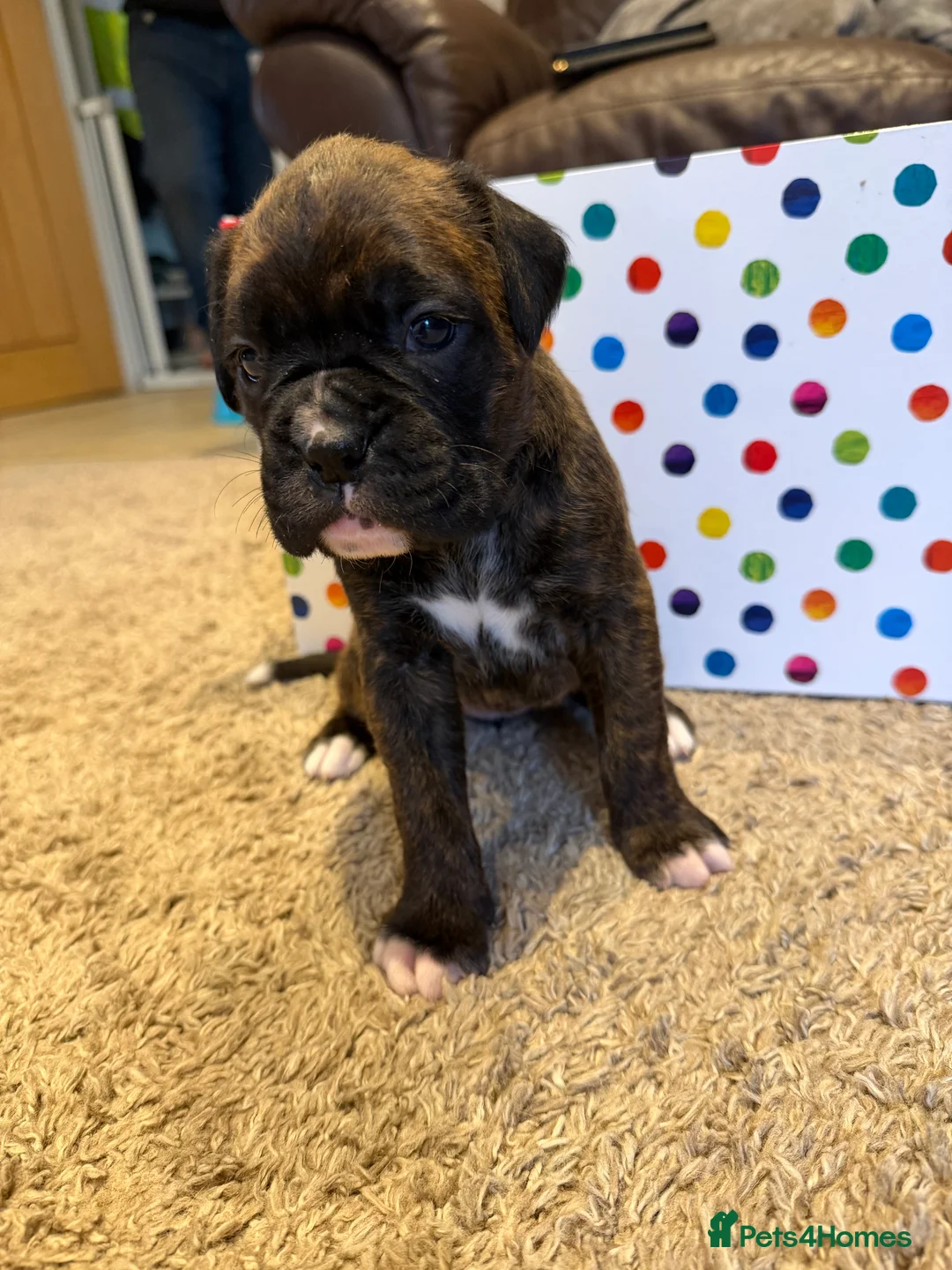 Boxer dogs for sale: Adorable litter of KC registered boxer puppies  - Advert 17
