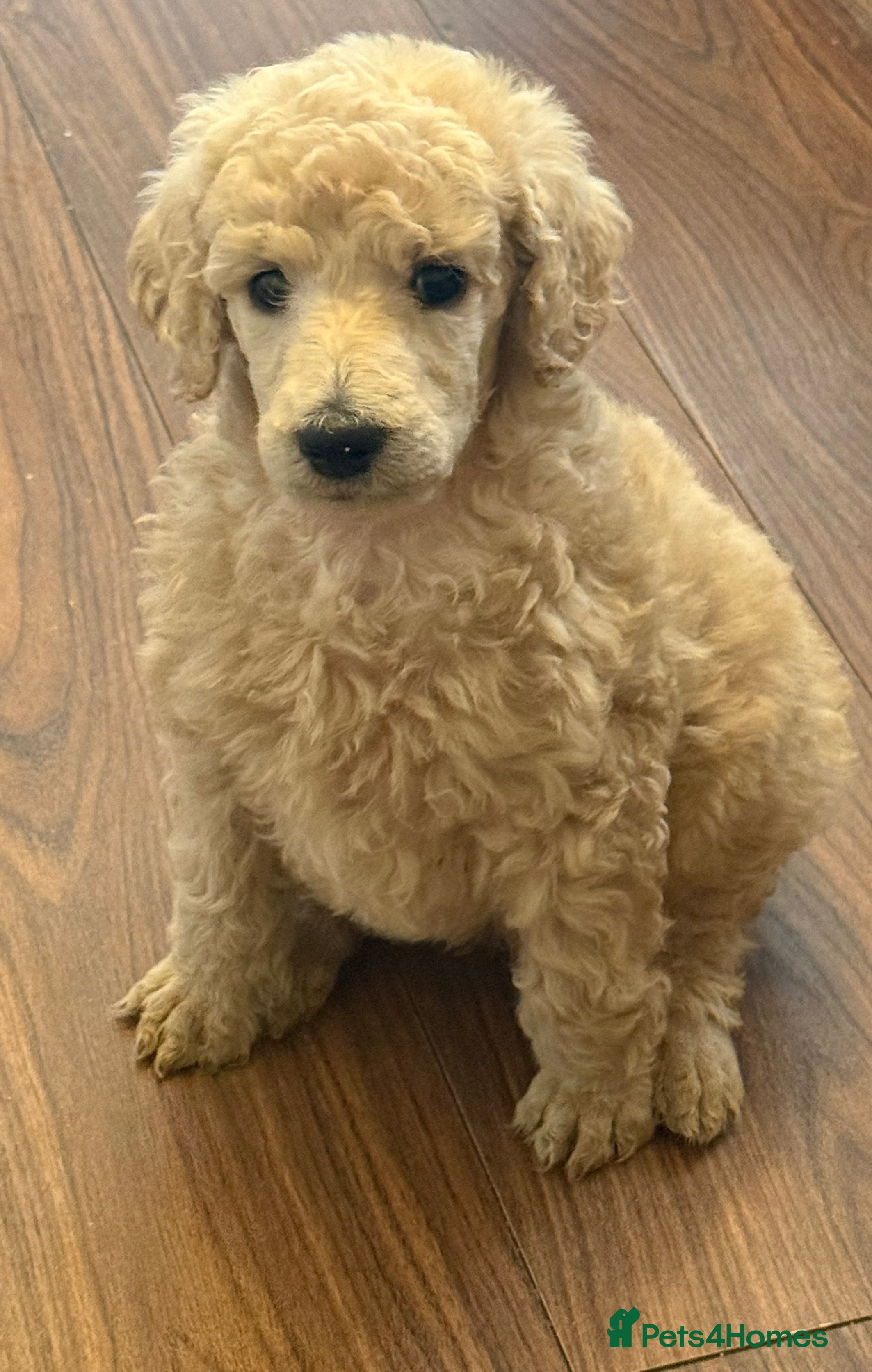 Standard Poodle dogs ONLY MALES LEFT! ready to go next week!! - Advert 5