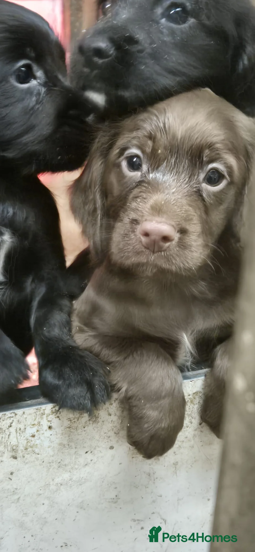 Cocker Spaniel dogs for sale: Stunning FTC Kc registered, Cocker spaniel puppies - Advert 9