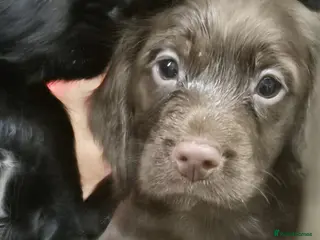 Cocker Spaniel dogs Stunning FTC Kc registered, Cocker spaniel puppies - Advert 8