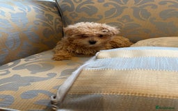 Maltipoo dogs for sale: Fur babys - Image 3