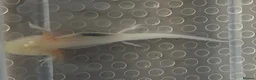 Axolotl reptiles for sale: Axolotl Babies  - Advert 8