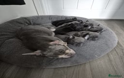 French Bulldog dogs for sale: ✨Stunning Pedigree French Bulldog Puppies✨ - Advert 19