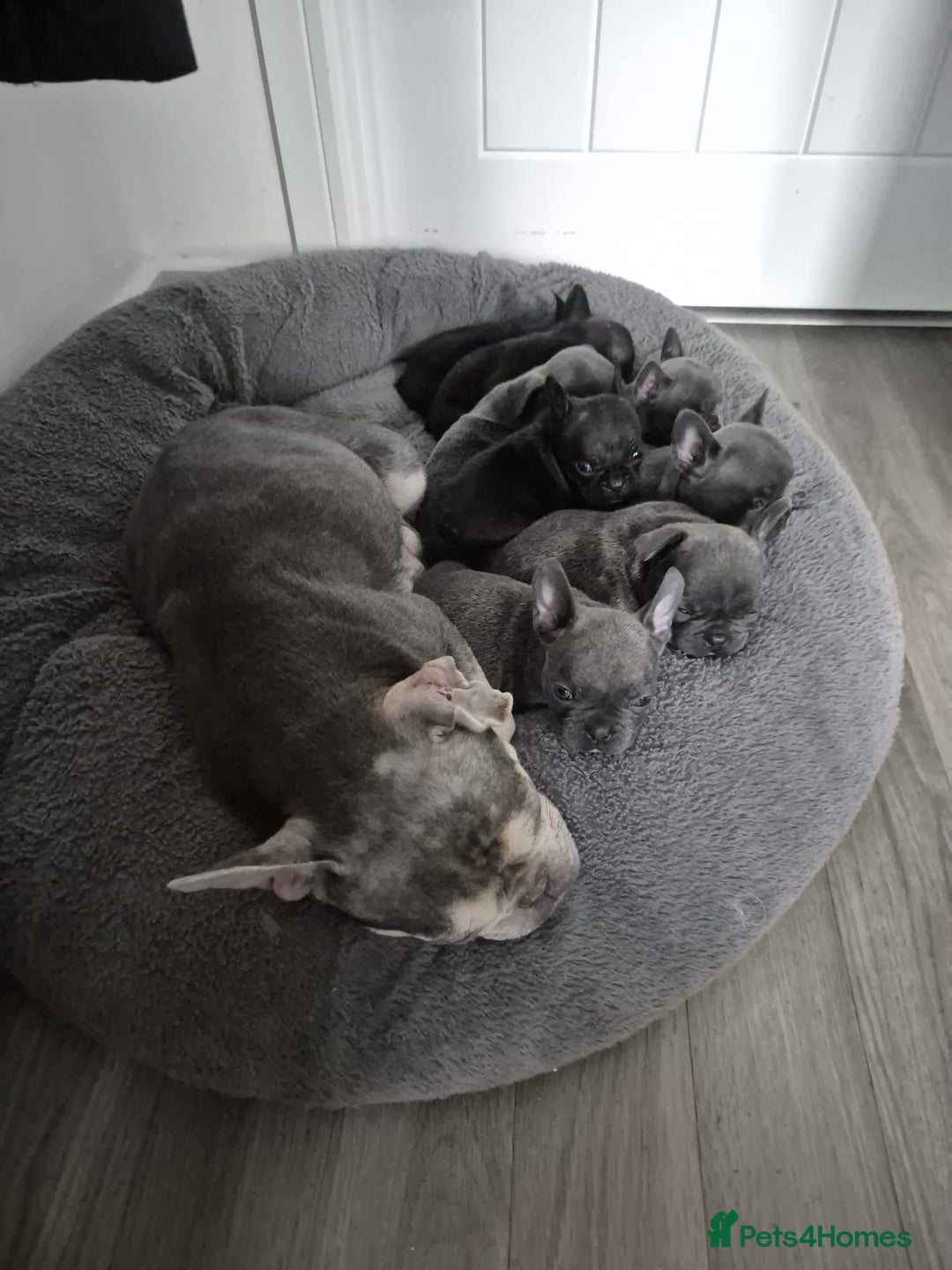 French Bulldog dogs for sale: ✨Stunning Pedigree French Bulldog Puppies✨ - Advert 19