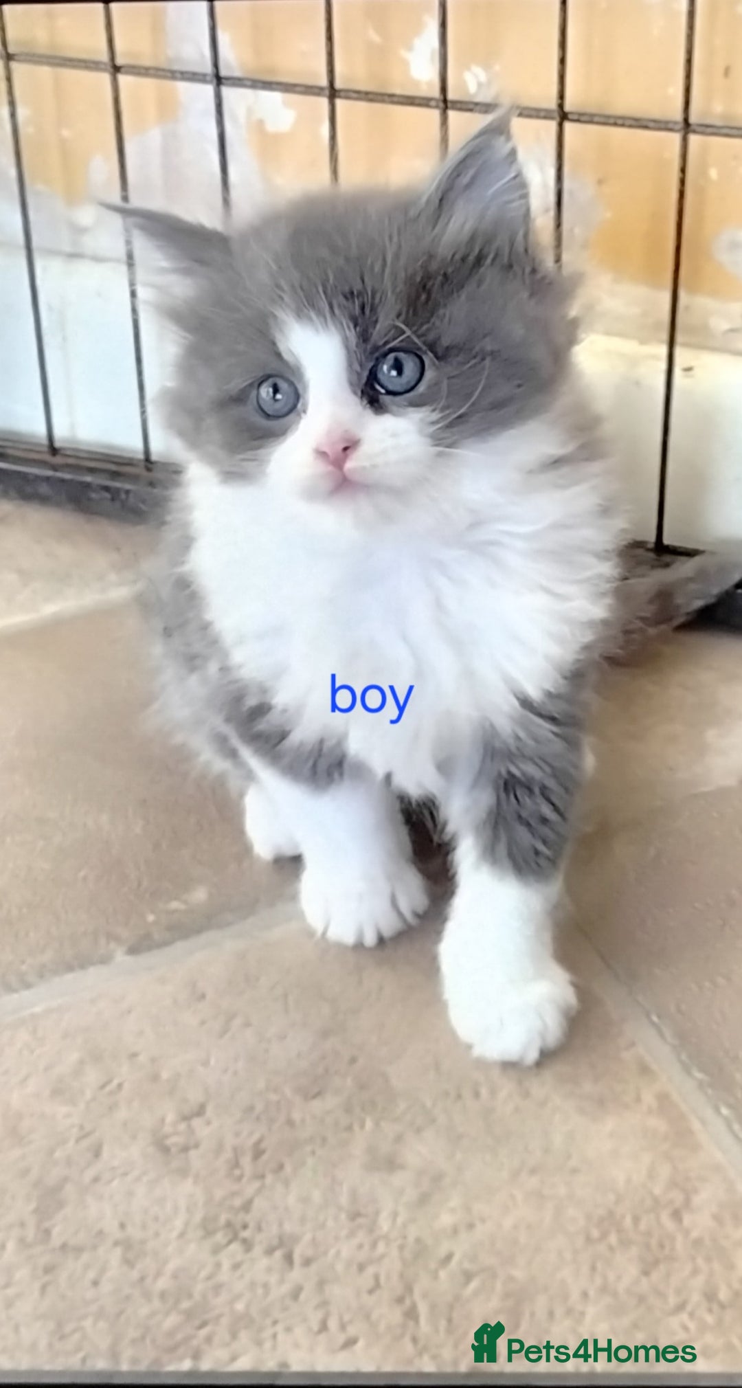 Maine Coon cats for sale: Tica registered maincoon kittens  - Advert 13