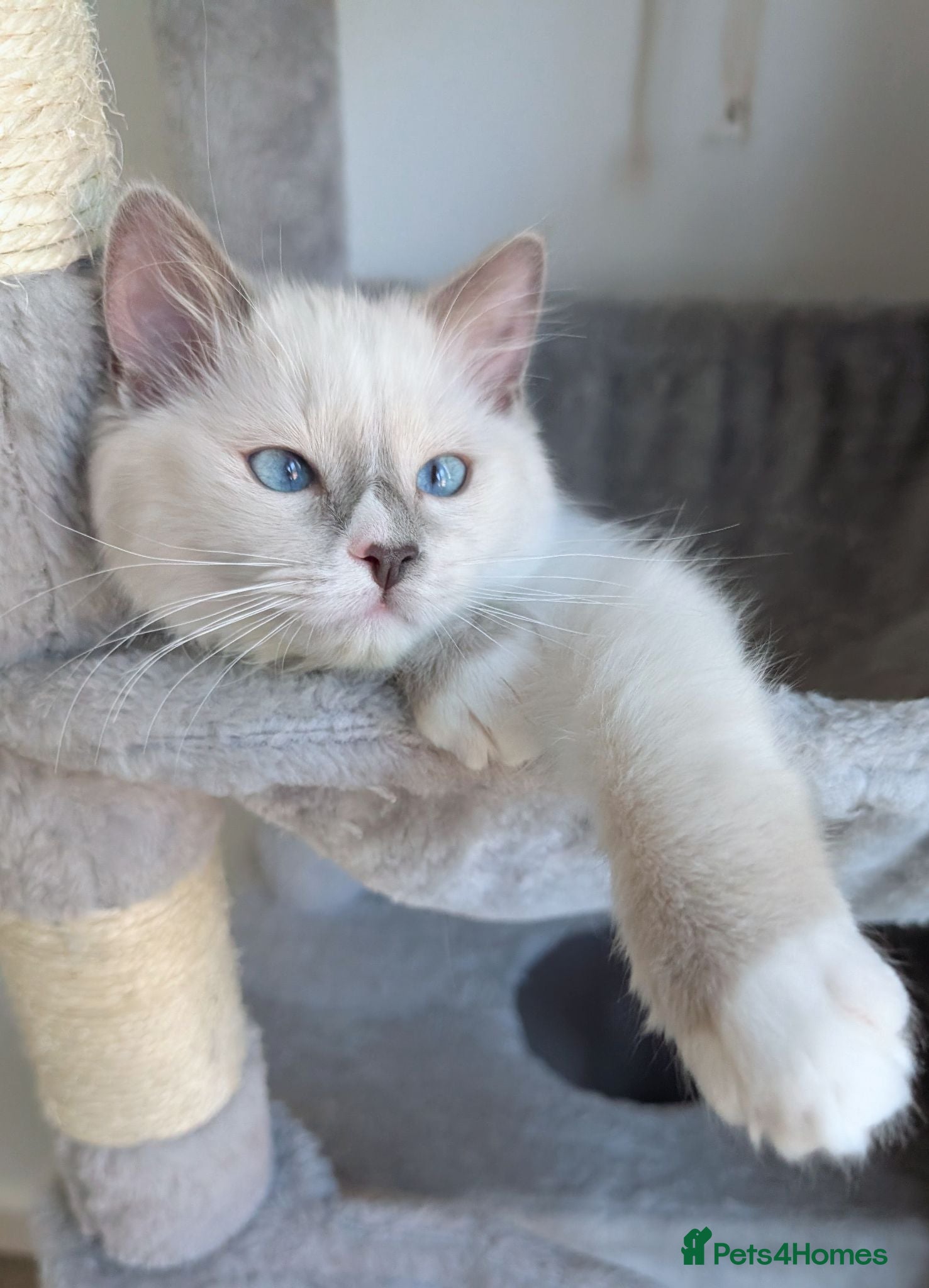 Ragdoll cats Ready now TICA reg Ragdoll kitten  - Advert 1