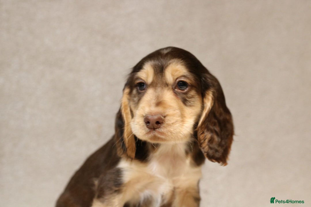 Cocker Spaniel dogs for sale: Beautiful litter of KC reg show type cockers  - Advert 12