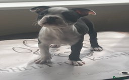 Boston Terrier dogs for sale: How is she the last puppy she’s perfect!  - Image 11