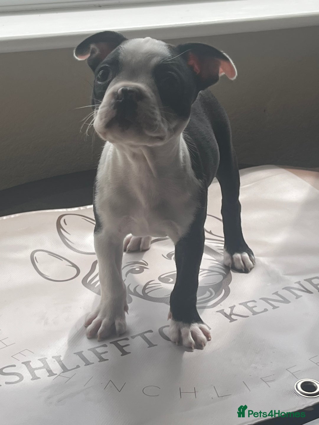 Boston Terrier dogs for sale: How is she the last puppy she’s perfect!  - Image 11