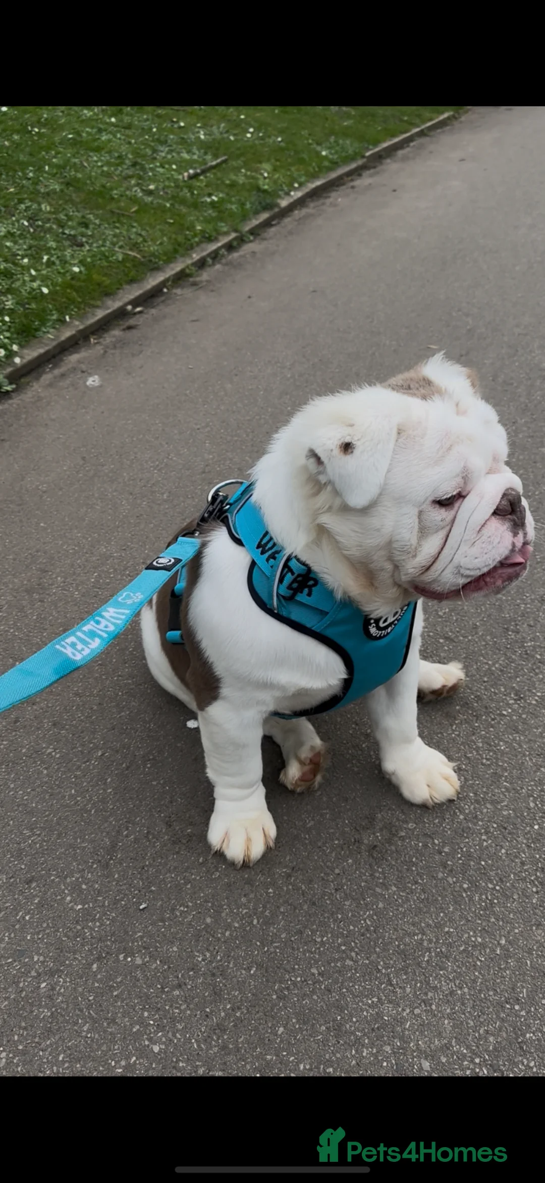 English Bulldog dogs for stud: Full Visual Fluffy English Bulldog  - Advert 2