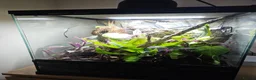 Gecko reptiles for sale: Crested Gecko and full setup  in Bordon - Advert 5