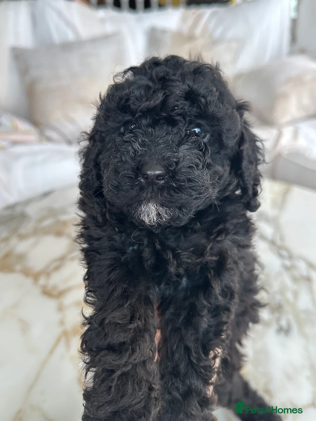 Miniature Poodle dogs for sale: Pedigree club registered 3 Miniature poodles!  - Advert 11