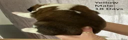 Saint Bernard dogs for sale: Pedigree St Bernard Pups in Blackwood - Advert 24