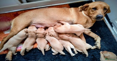 Labrador Retriever dogs - Advert 4