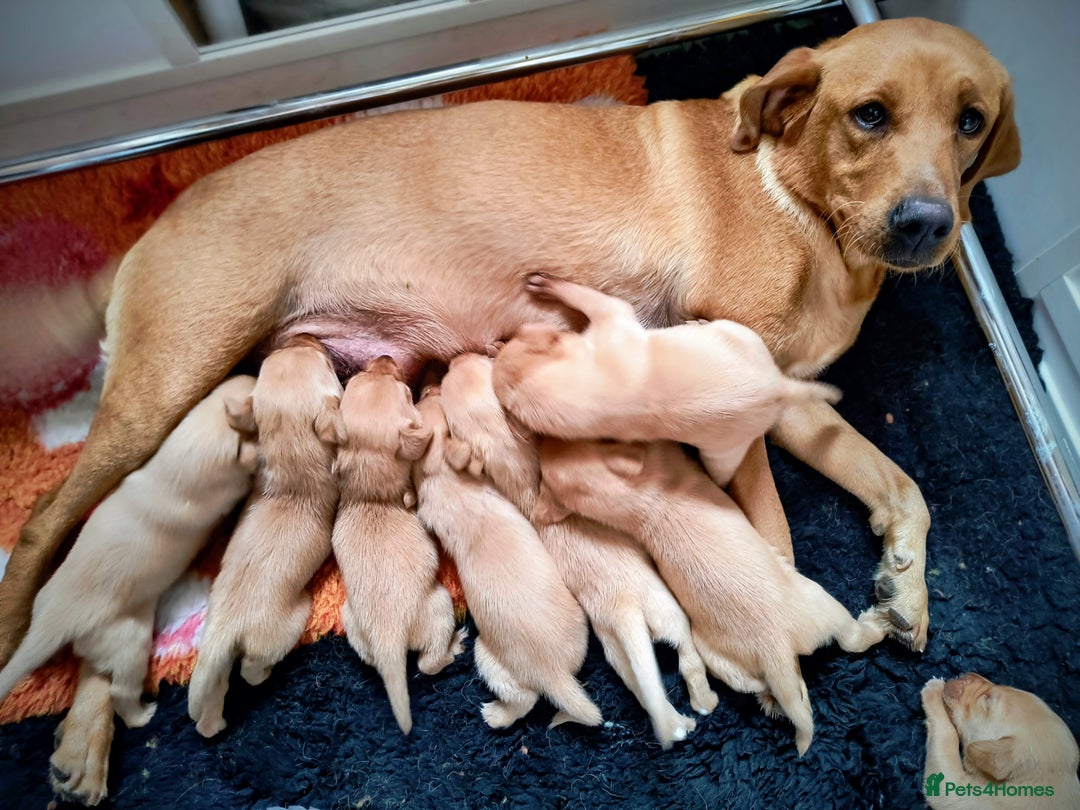 Labrador Retriever dogs for sale: Outstanding litter of working Labrador pups KC reg - Image 2