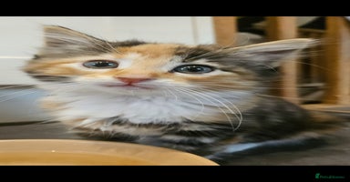 Mixed Breed cats - Advert 7