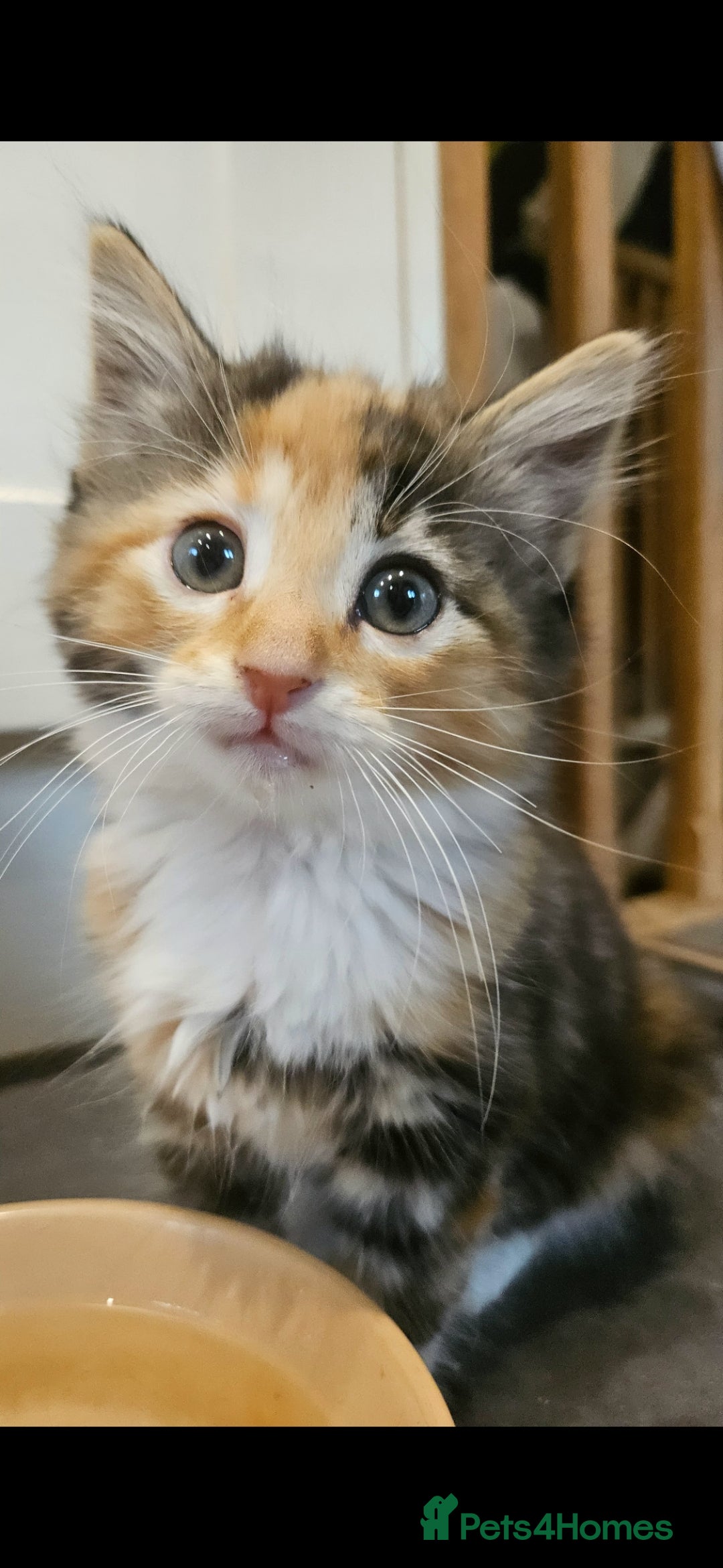 Mixed Breed cats for sale: Beautiful long haired kittens  - Image 3