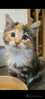 Mixed Breed cats - Advert 2