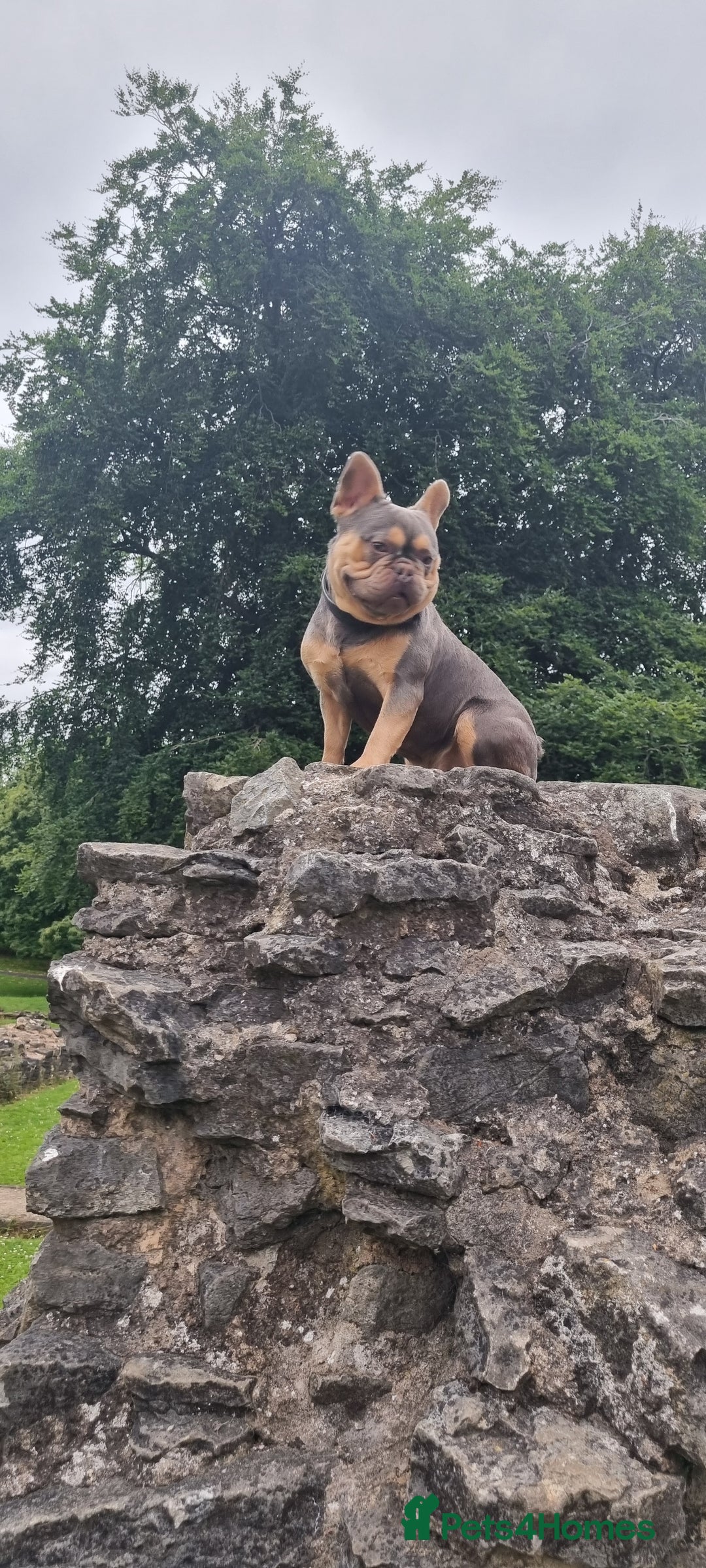 French Bulldog dogs for stud: KC registered fluffy carrier frenchie stud in Dudley - Image 1