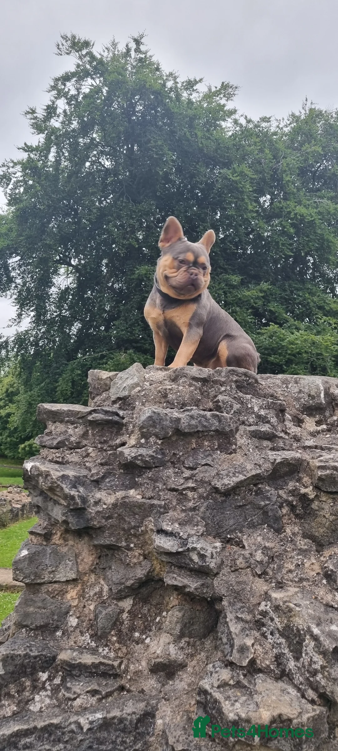 French Bulldog dogs for stud: KC registered fluffy carrier frenchie stud in Dudley - Advert 1