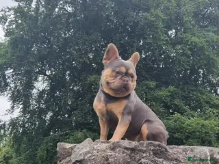 French Bulldog dogs KC registered fluffy carrier frenchie stud in Dudley - Advert 4