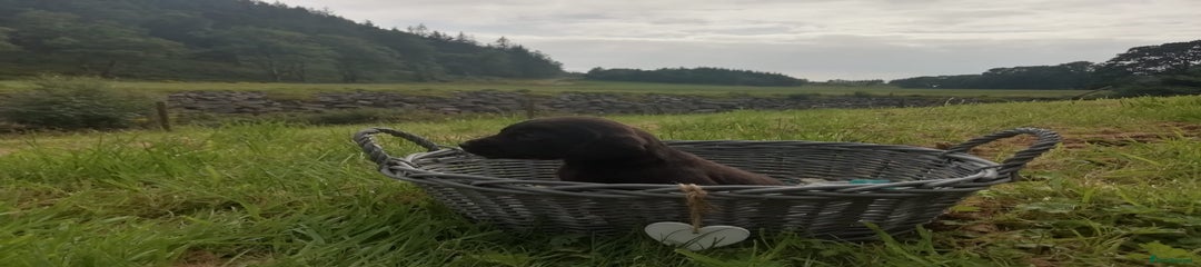 Cockerdor Puppy 8