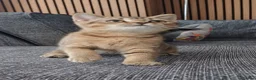 Scottish Fold cats for sale: Affectionate Lovable Scottish Babies - Advert 16