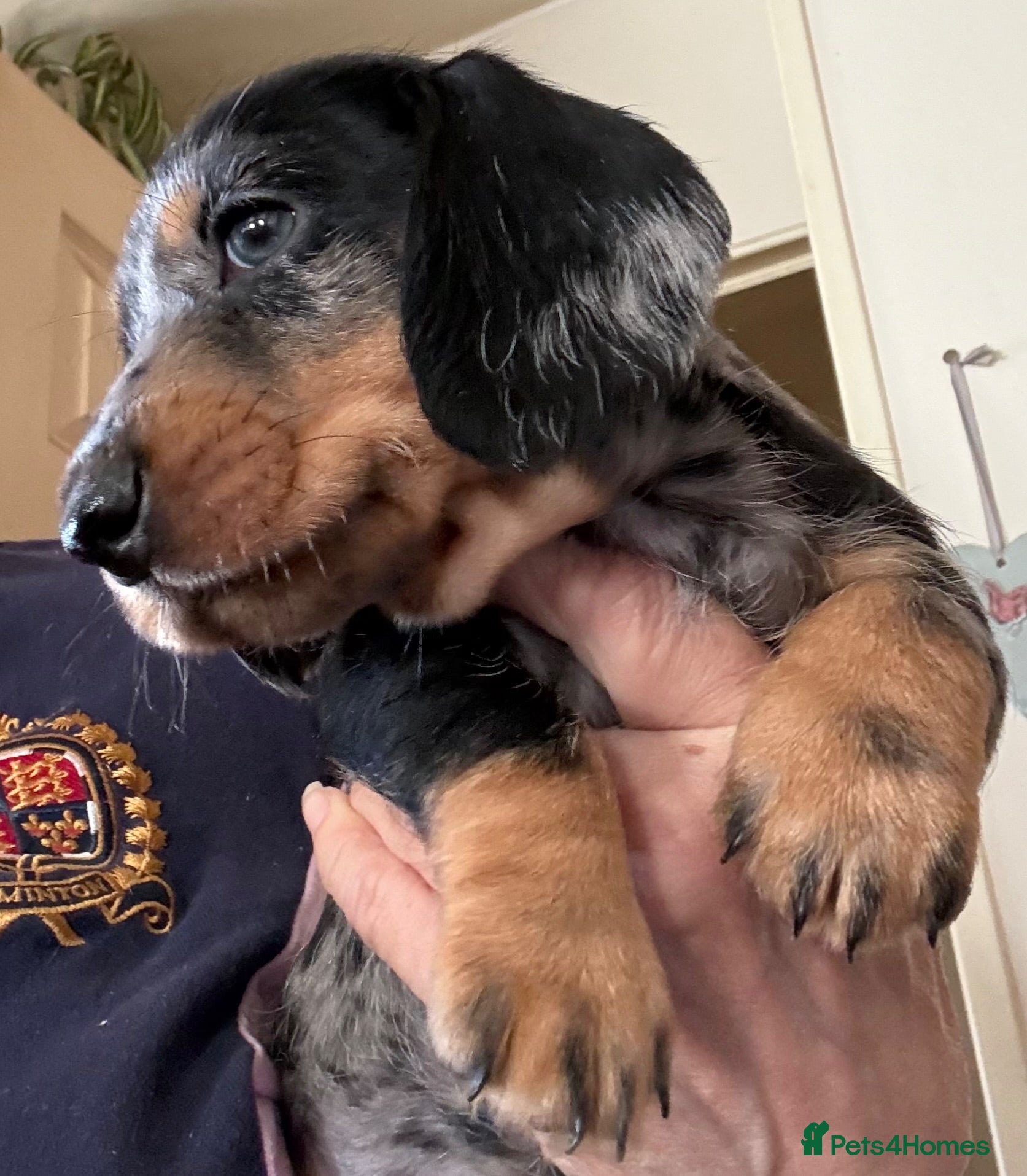 Dachshund dogs Wire Haired Dachshund Tweenies - Advert 1