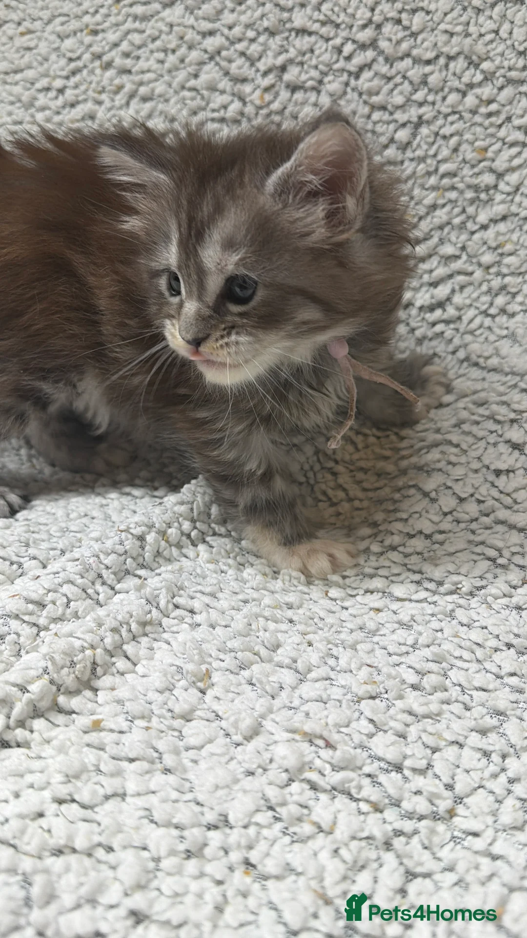 Maine Coon cats for sale: Beautiful maine coons - Advert 4