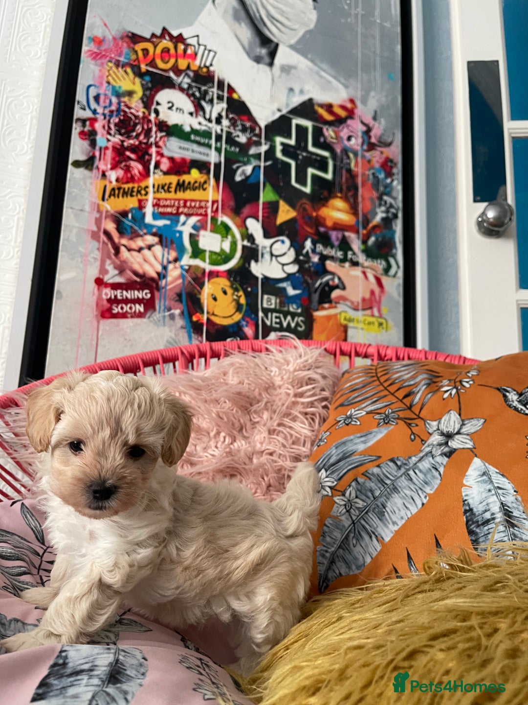Maltipoo dogs for sale: ❤️XS TOY MALTIPOOS❤️ - Image 6