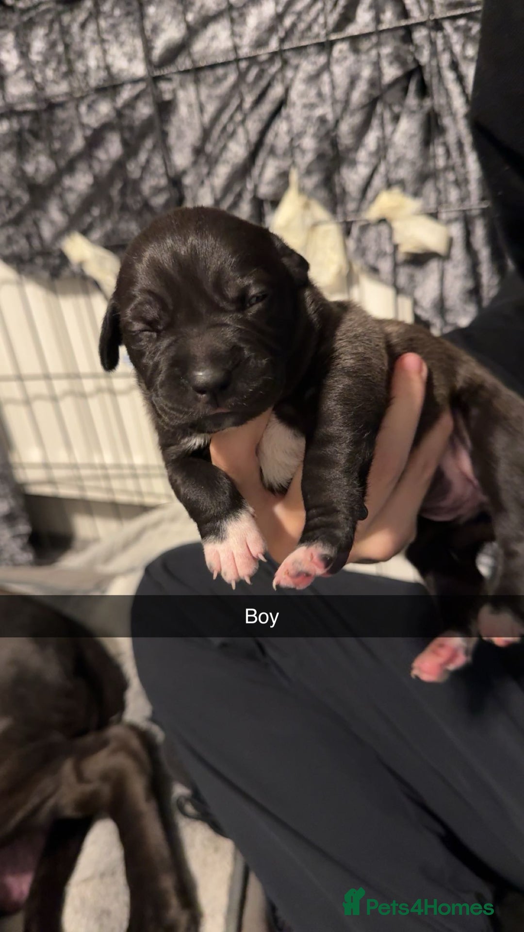 Mixed Breed dogs for sale: 9 cane corse/ staff pups  - Image 5