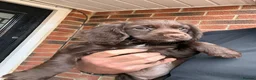 Cocker Spaniel dogs for sale: READY NOW Working (type) Cocker Spaniels KC Reg - Advert 3