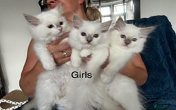 Ragdoll cats for sale: Beautiful Pedigree Ragdoll Kittens - Image 14