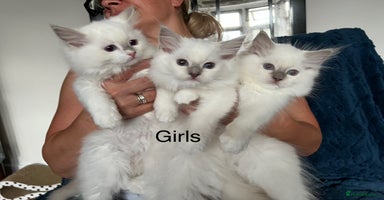 Ragdoll cats - Advert 2