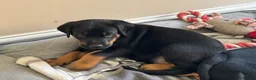 Dobermann dogs for sale: Doberman puppies  in Sunderland - Advert 8
